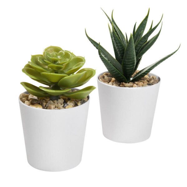 Set De Plantas Aliso Blanco - Imagen 2