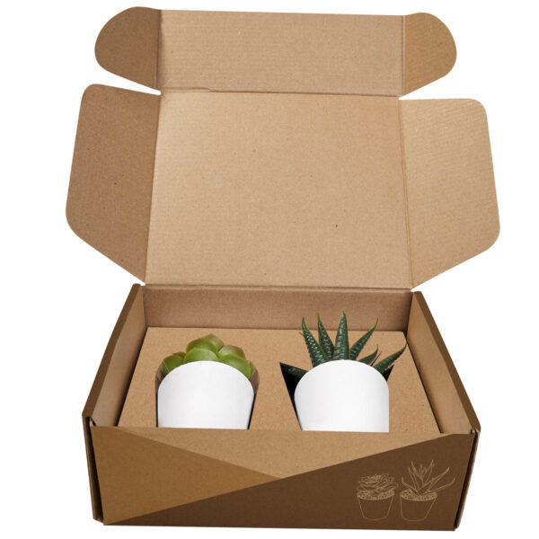 Set De Plantas Aliso Blanco - Imagen 3